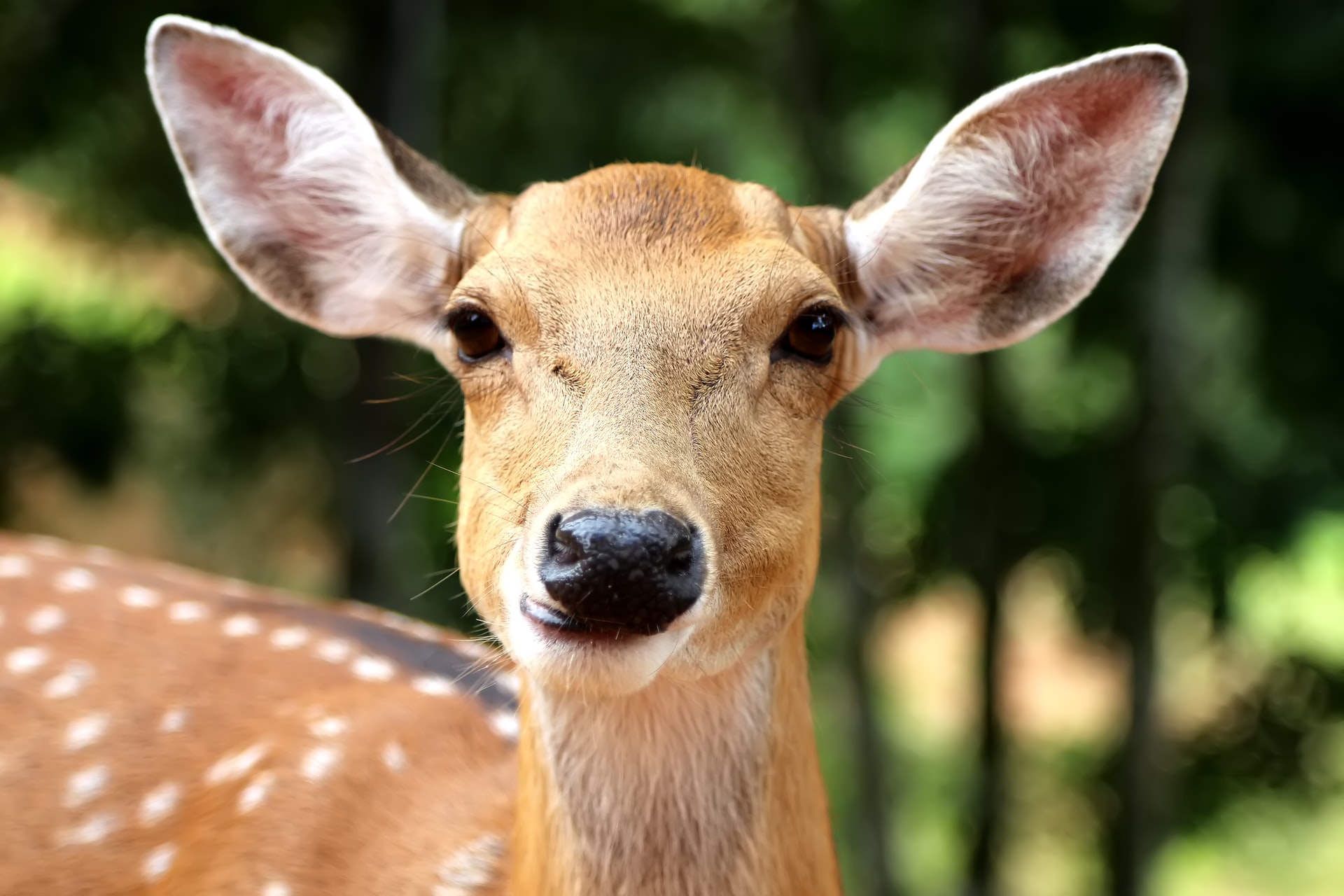 Doe, a Deer, a Female Deer